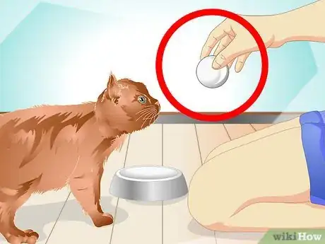 Image intitulée Teach a Cat to "High Five" Step 15